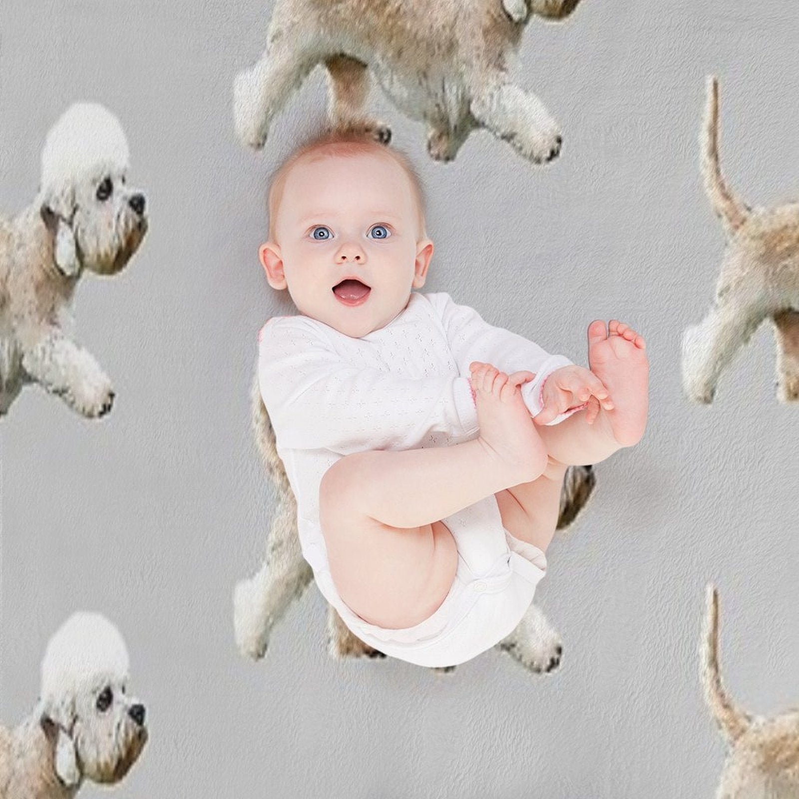 Dandie Dinmont Terrier Comfort Throw Blanket